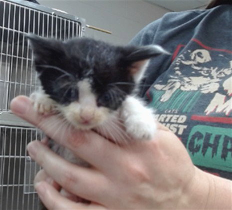 ECLIPSE, Baby Domestic Short Hair (medium coat), cat for adoption in Salinas, California