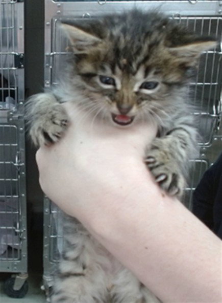 BADGER, Baby Domestic Medium Hair (medium coat), cat for adoption in Salinas, California