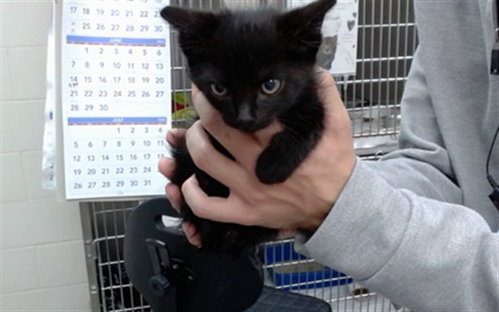 OSWALD, Baby Domestic Short Hair (medium coat), cat for adoption in Salinas, California
