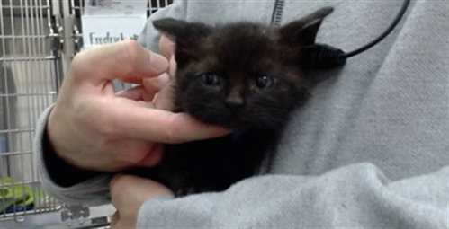 OLLIE, Baby Domestic Medium Hair (medium coat), cat for adoption in Salinas, California