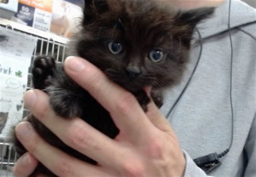 ROCKET, Baby Domestic Medium Hair (medium coat), cat for adoption in Salinas, California