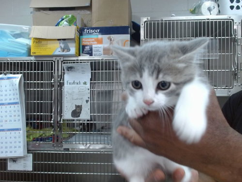 IRIS, Baby Domestic Short Hair (medium coat), cat for adoption in Salinas, California