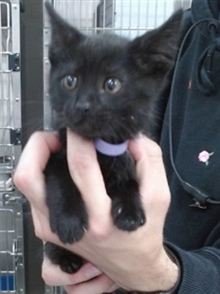 ARTEMIS, Baby Domestic Short Hair (medium coat), cat for adoption in Salinas, California