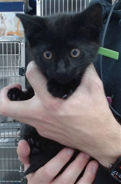MORTICIA, Baby Domestic Short Hair (medium coat), cat for adoption in Salinas, California