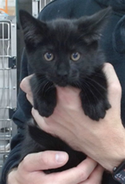 NEBULA, Baby Domestic Short Hair (medium coat), cat for adoption in Salinas, California