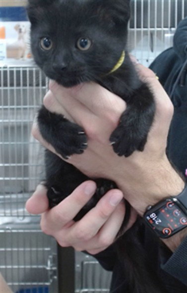 ZORRO, Baby Domestic Short Hair (medium coat), cat for adoption in Salinas, California
