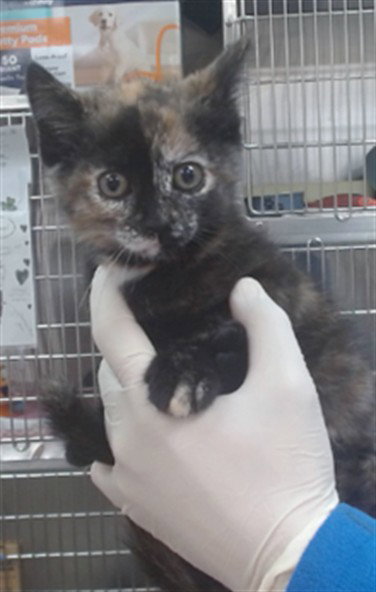 RIPLEY, Baby Domestic Short Hair (medium coat), cat for adoption in Salinas, California