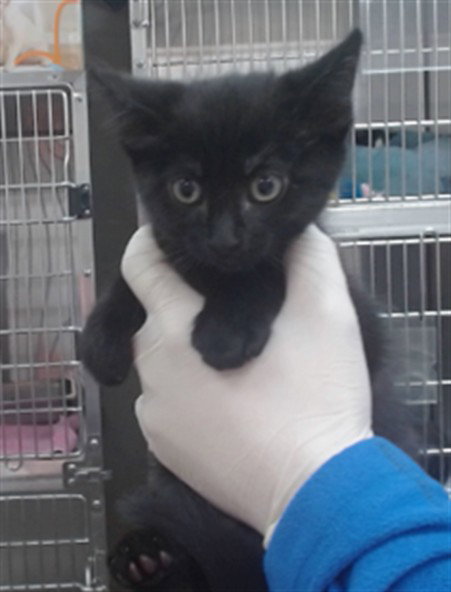 NETERO, Baby Domestic Short Hair (medium coat), cat for adoption in Salinas, California