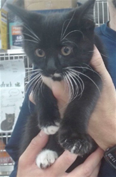 OBSIDIAN, Baby Domestic Short Hair (medium coat), cat for adoption in Salinas, California