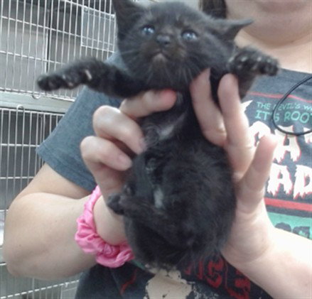 JET, Baby Domestic Short Hair (medium coat), cat for adoption in Salinas, California