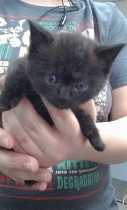 CROW, Baby Domestic Short Hair (medium coat), cat for adoption in Salinas, California