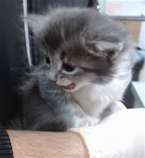 BLISS, Baby Domestic Medium Hair (medium coat), cat for adoption in Salinas, California