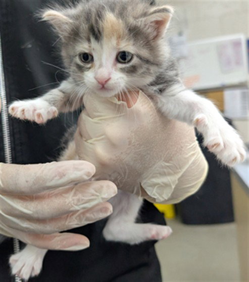 PAISLEY, Baby Domestic Medium Hair (medium coat), cat for adoption in Salinas, California