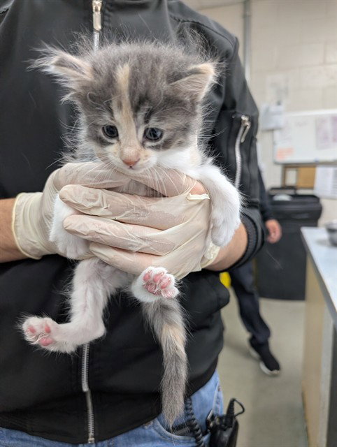 RORY, Baby Domestic Medium Hair (medium coat), cat for adoption in Salinas, California