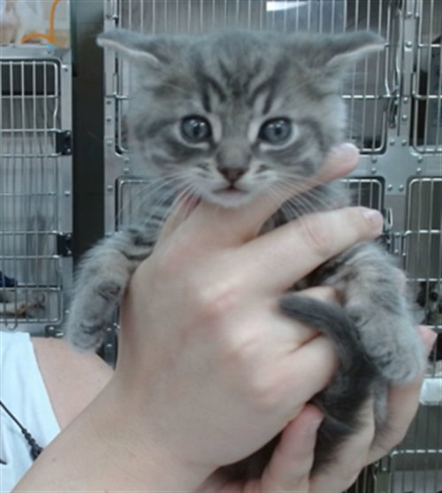 SILVESTER, Baby Domestic Short Hair (medium coat), cat for adoption in Salinas, California