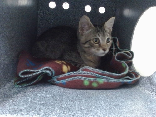 ORION, Baby Domestic Short Hair (medium coat), cat for adoption in Salinas, California