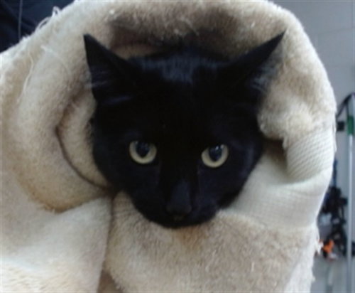 MOON, Young Domestic Short Hair (medium coat), cat for adoption in Salinas, California