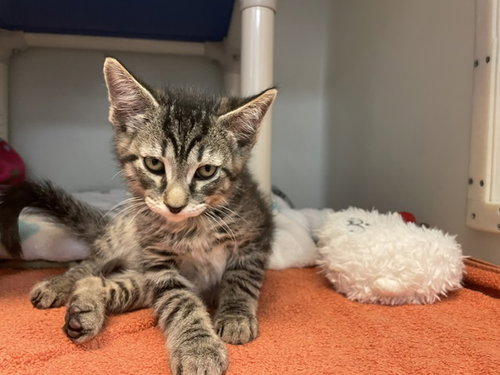 BANX, Baby Domestic Medium Hair (medium coat), cat for adoption in Salinas, California