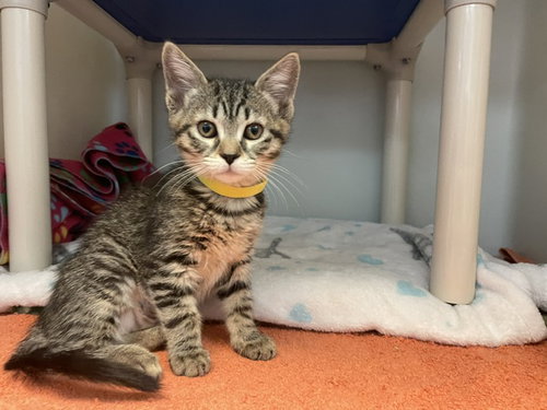 TOOTSIE, Baby Domestic Medium Hair (medium coat), cat for adoption in Salinas, California