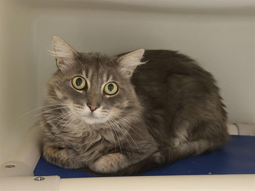 RALPH, Adult Domestic Long Hair (medium coat), cat for adoption in Salinas, California