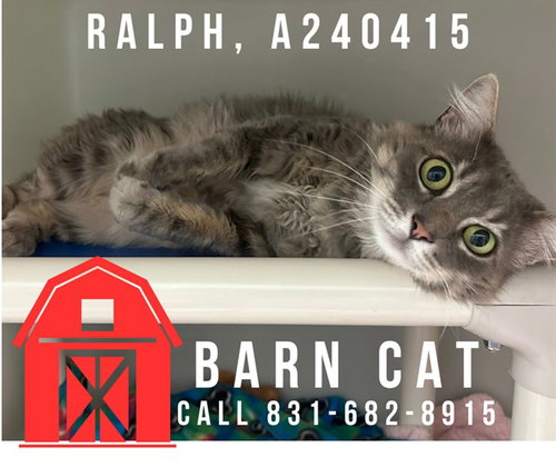 RALPH, an adoptable Domestic Long Hair in Salinas, CA