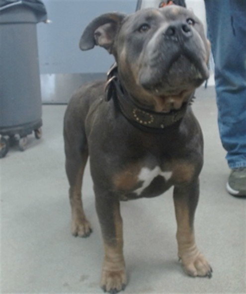 TYSON