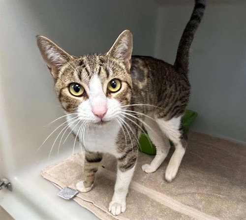 CAPTAIN, Adult Domestic Short Hair (medium coat), cat for adoption in Salinas, California