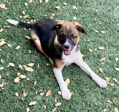 BUTTERCUP, an adoptable Jack Russell Terrier in Salinas, CA