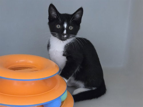 LEON, Baby Domestic Short Hair (medium coat), cat for adoption in Watsonville, California