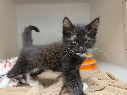 POPPY, Baby Domestic Short Hair (medium coat), cat for adoption in Watsonville, California