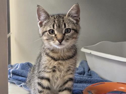 MARCUS, Baby Domestic Medium Hair (medium coat), cat for adoption in Watsonville, California