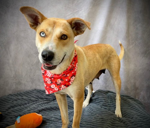 SALLY, an adoptable Australian Cattle Dog in Salinas, CA