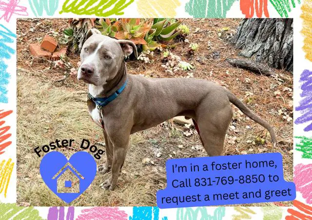 Buster - Pit Bull Terrier
