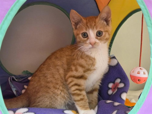 BARON, Baby Domestic Short Hair (medium coat), cat for adoption in Salinas, California