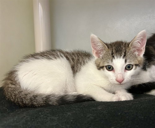 OTIS, Baby Domestic Short Hair (medium coat), cat for adoption in Watsonville, California