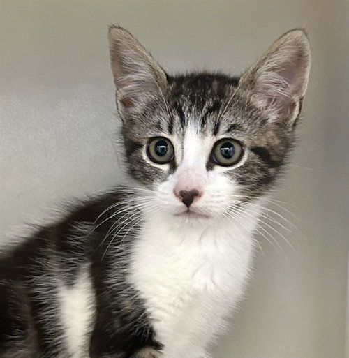 PEPPER, Baby Domestic Short Hair (medium coat), cat for adoption in Watsonville, California