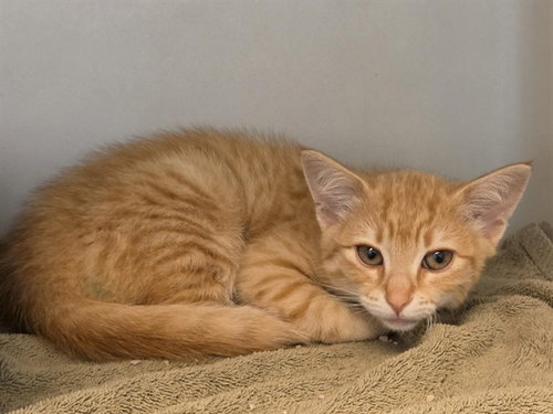 OLIVER, Baby Domestic Short Hair (medium coat), cat for adoption in Salinas, California