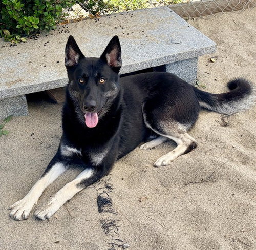 BECK, an adoptable German Shepherd Dog in Salinas, CA