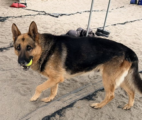 KING, an adoptable German Shepherd Dog in Salinas, CA