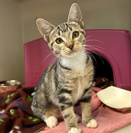 BUNNY, an adoptable Domestic Short Hair in Salinas, CA