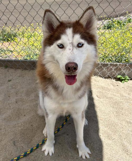 ROSIE, an adoptable Siberian Husky in Salinas, CA