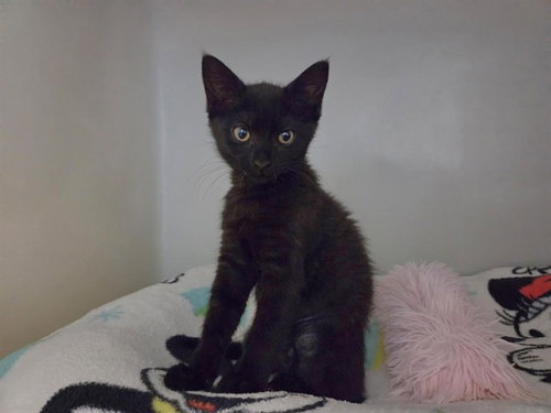 ARIANA GRANDE, an adoptable Domestic Short Hair in Salinas, CA
