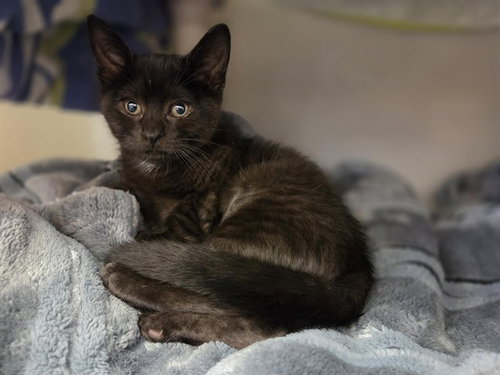 WILLOW, an adoptable Domestic Short Hair in Salinas, CA