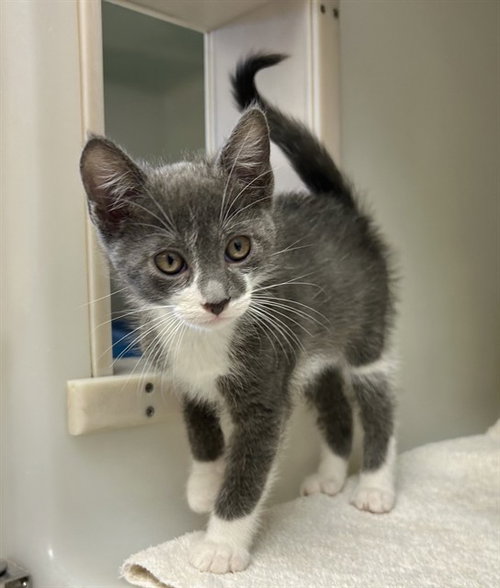 LEVI, an adoptable Domestic Short Hair in Salinas, CA