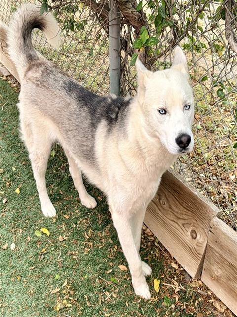 CHASE, an adoptable Siberian Husky in Salinas, CA