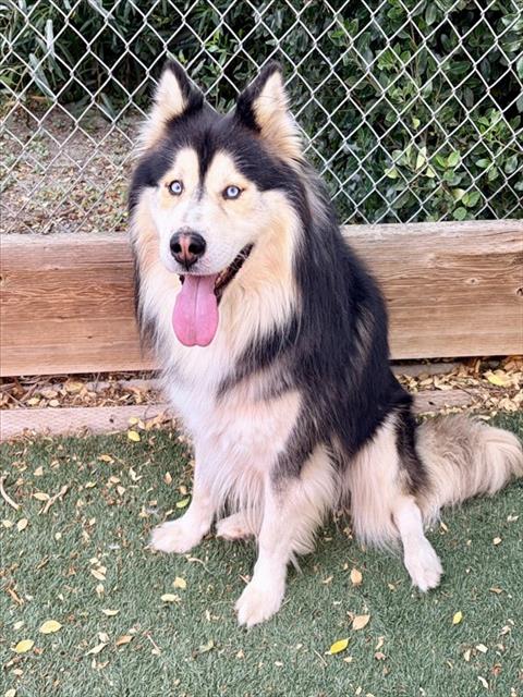 FRANCO, an adoptable Husky in Salinas, CA