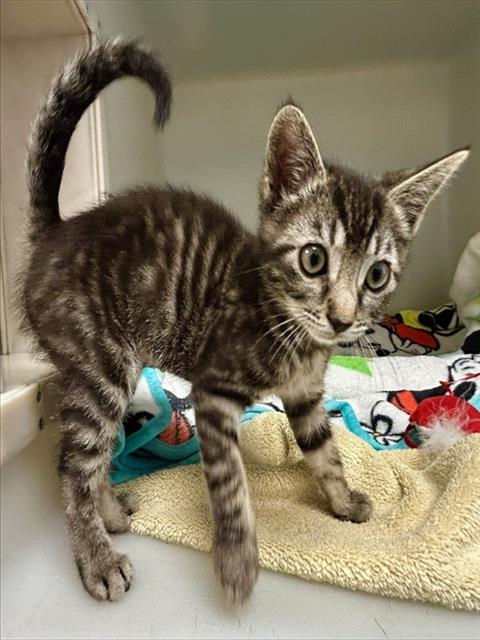 SABRINA CARPENTER, an adoptable Domestic Short Hair in Salinas, CA