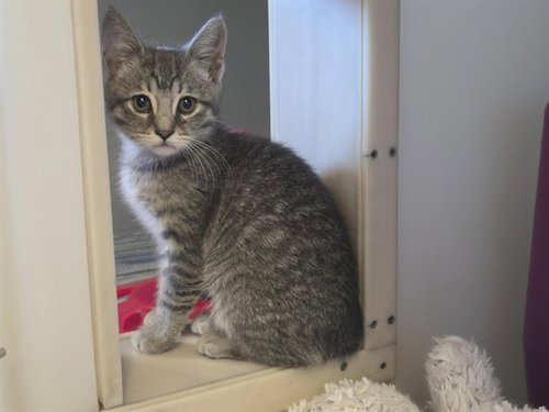 HERMIA, an adoptable Domestic Short Hair in Salinas, CA