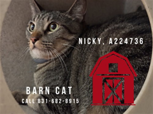 NICKY, an adoptable Domestic Short Hair in Salinas, CA