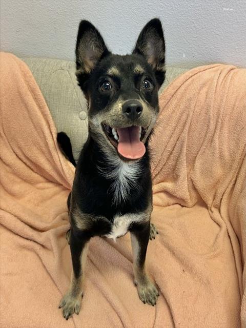 TRUE, an adoptable Border Terrier in Salinas, CA